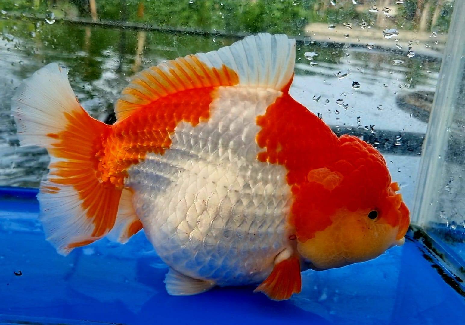 Oranda__Data v20 - 1776318327229