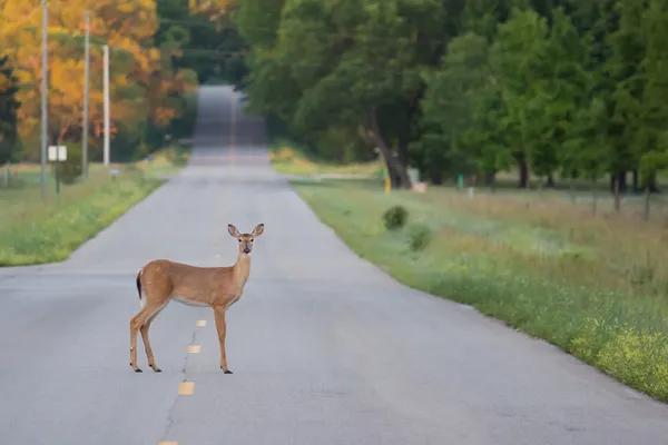 animal-deer_depositphotos_11369715-stock-photo-deer-in-a-road