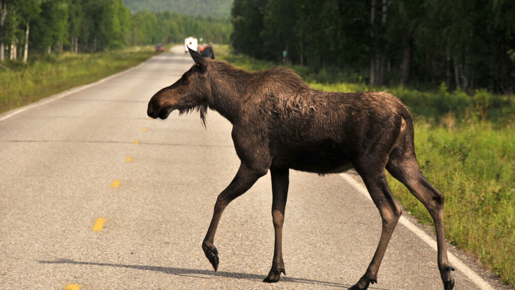 animal-moose_7765a4bd-4c6a-46e3-b01f-4bf68c616f0d-large16x9_GettyImages136798163