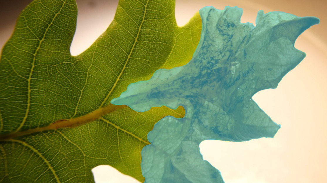 Semantic Segmentation Service Sample (8)
